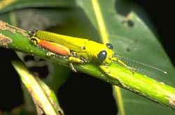 Grasshopper with stars in its eyes
