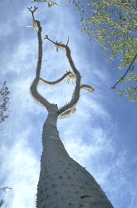 <I>Pachypodium</I> perspective