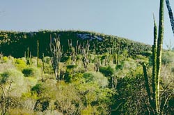 Spiny desert view