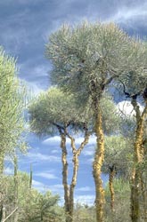 Euphorbia trees