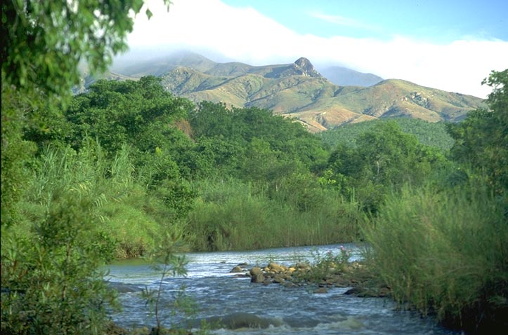 Mananara River gallery forest