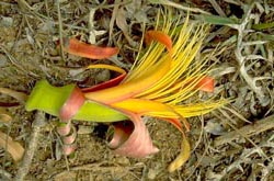 Baobab flower