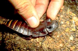 Hissing cockroach
