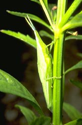 Twig grasshopper