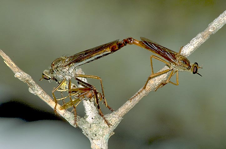 Mating robber flies