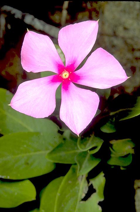 Madagascar Periwinkle