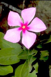 Madagascar Periwinkle