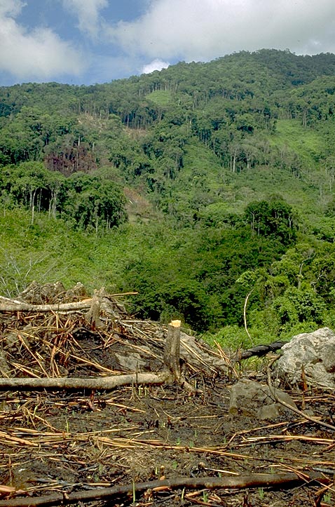 Disappearing forest