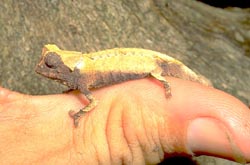 <I>Brookesia</I> chameleon on thumb