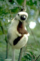 Coquerel's Sifaka