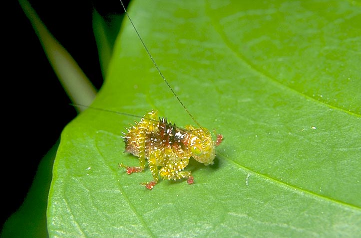 Katydid nymph