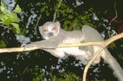 Crowned Lemur