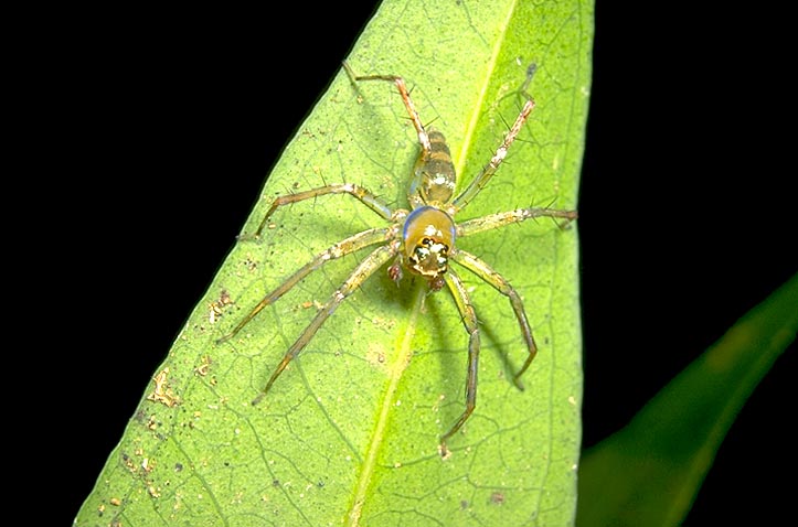 Jumping spider