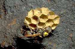 Wasp on nest