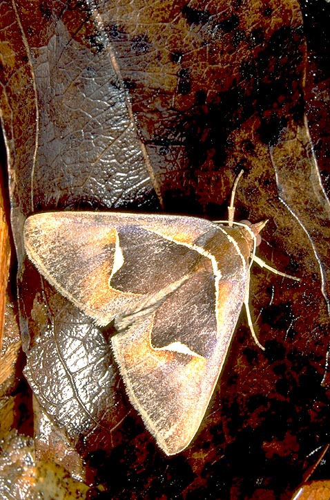 Cryptic moth