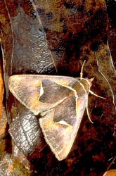 Cryptic moth