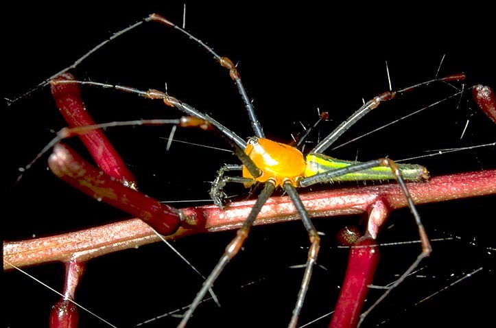 Lynx spider