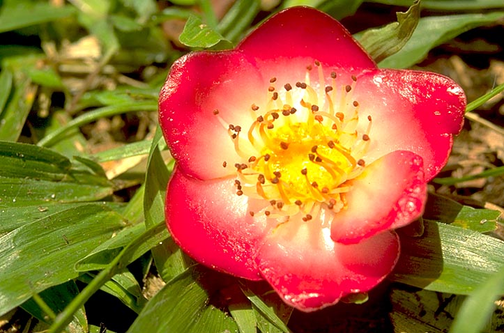 Tree flower