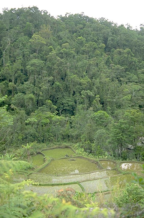 Rainforest rice paddy