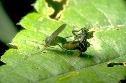 Mating Dance Flies