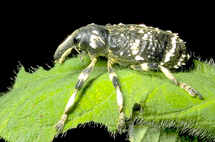 Weevil