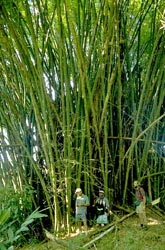 Bamboo patch