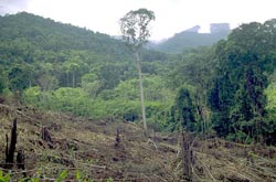 Clearing primary rainforest