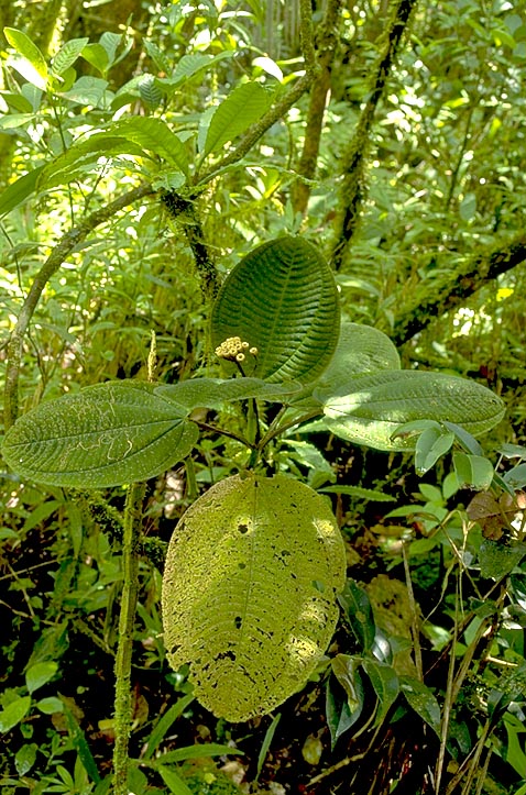 <I>Gravesia</I> leaf and fruit