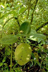 <I>Gravesia</I> leaf and fruit