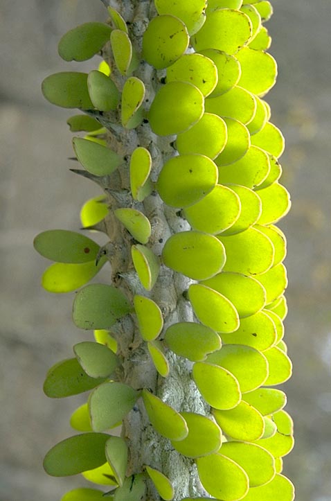 Didiereaceae closeup