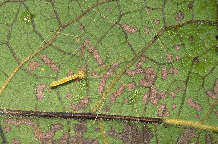Pholcid spider on a leaf