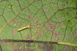 Pholcid spider on a leaf