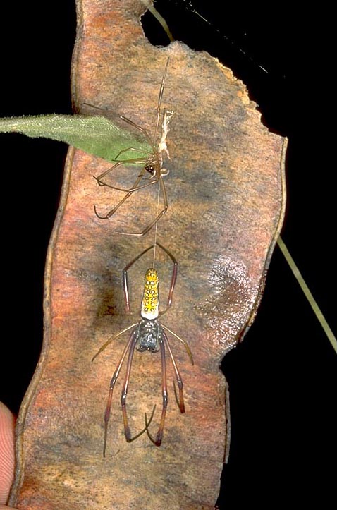 MBG: Madagascar Biodiversity and Conservation - Golden Silk Spider