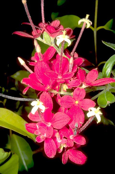 Bright red flowers from Ampijoroa