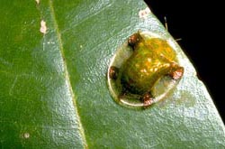 Tortoise Beetle