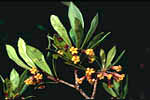 Pittosporaceae