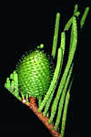 Araucariaceae