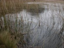 Vegetaci�n palustre de la laguna Totoras