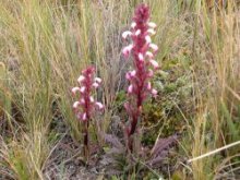 Pedicularis incurva en páramo de pajonal