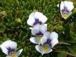 Viola pygmaea