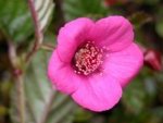 Rubus coriaceus