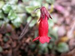 Ourisia chamaedrifolia