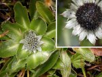 Eryngium humile 