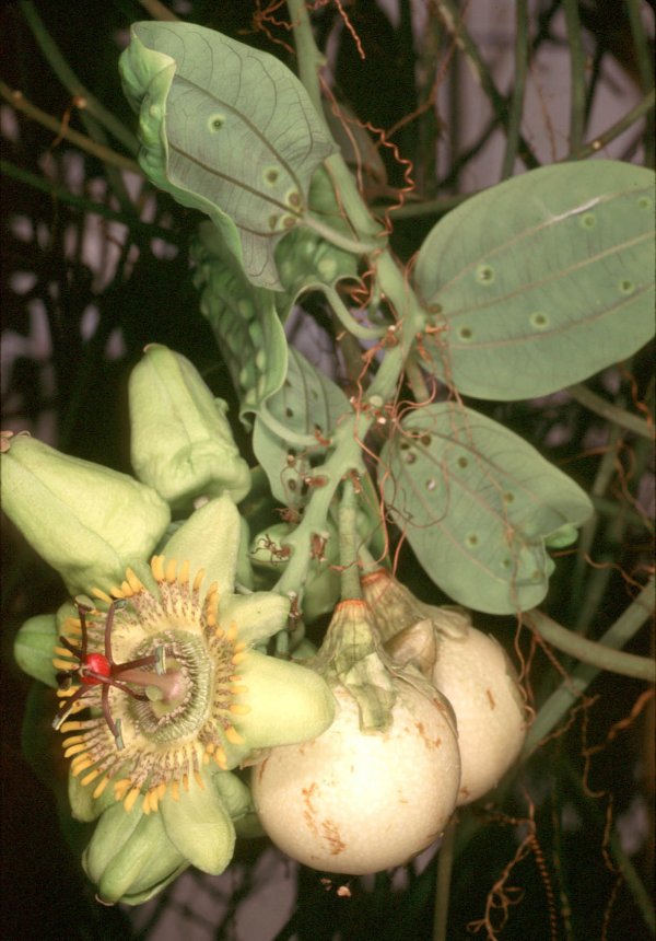Mareš Passiflora incarnata #745 2 semillas parchita