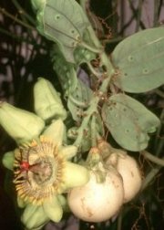 Passiflora lancearia flower and fruit