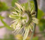 Passiflora auriculata