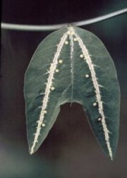 Passiflora boenderi leaf with egg mimic nectaries