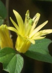 Passiflora citrina flower