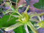 Passiflora herbertiana