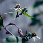 Passiflora xiikzodz subsp. itzensis